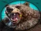 Lojë Gjuha e egër e bear hunting në internet