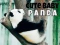 Lojë Panda i vogël i bukur në internet