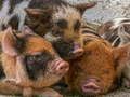 Lojë Piglet Piggy Jigsaw  në internet