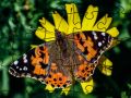 Lojë Puzzle: Pranvera në internet