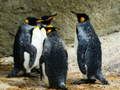 Lojë Puzzle Mbreti Penguin në internet Lojë Puzzle Mbreti Penguin në internet