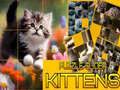 Lojë Puzzle Sliding Kittens në internet