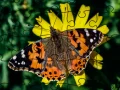 Lojë Puzzle: Pranvera në internet