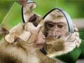 Lojë Pazulli me Simpanzë në internet Lojë Pazulli me Simpanzë në internet