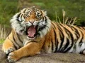 Lojë Pazell Animal Tigri në internet