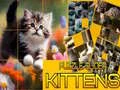 Lojë Puzzle Sliding Kittens në internet