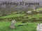 Lojë Gjuajtje e pëllumbave në internet