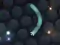Lojë Slither.io në internet