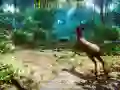 Lojë Gjuha 3D në internet Lojë Gjuha 3D në internet