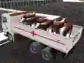 Lojë Transporti i kafshëve shtëpiake me kamion në internet Lojë Transporti i kafshëve shtëpiake me kamion në internet