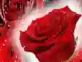 Lojë Trëndafila të kuqe në internet Lojë Trëndafila të kuqe në internet