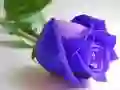 Lojë Trëndafila blu në internet Lojë Trëndafila blu në internet
