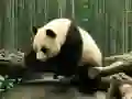 Lojë Pandas Puzzle në internet Lojë Pandas Puzzle në internet