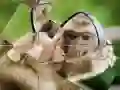 Lojë Pazulli me Simpanzë në internet Lojë Pazulli me Simpanzë në internet