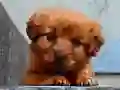 Lojë Puzy Peshë në internet Lojë Puzy Peshë në internet