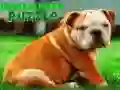 Lojë Bulldog Këlysh i Puzzl në internet Lojë Bulldog Këlysh i Puzzl në internet