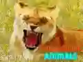 Lojë Kafshë Qesharake dhe Të Qeshura në internet Lojë Kafshë Qesharake dhe Të Qeshura në internet
