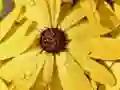 Lojë Puzë Petale Florash dhe Pika Shiu në internet Lojë Puzë Petale Florash dhe Pika Shiu në internet