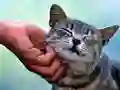 Lojë Macka Gëdhi në internet Lojë Macka Gëdhi në internet