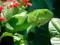 Lojë Iguana e egër në internet Lojë Iguana e egër në internet