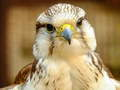 Lojë Puzzle Gyrfalcon në internet