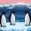 Pinguinët Pinguinët online