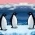 Pinguinët  online